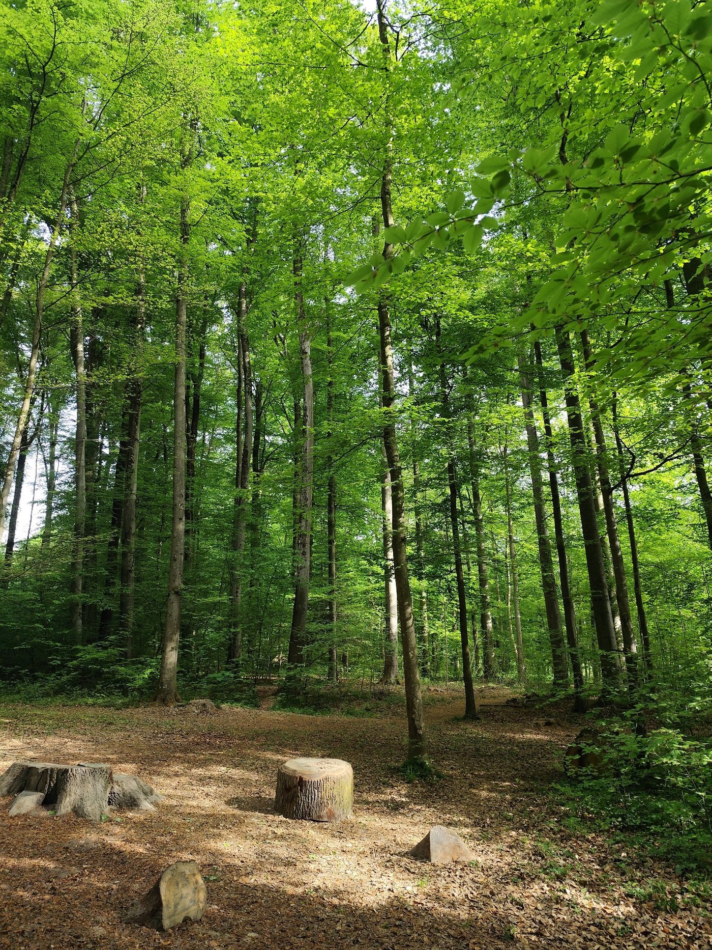 Waldlichtung im Allschwiler Wald mit Baumstümpfen